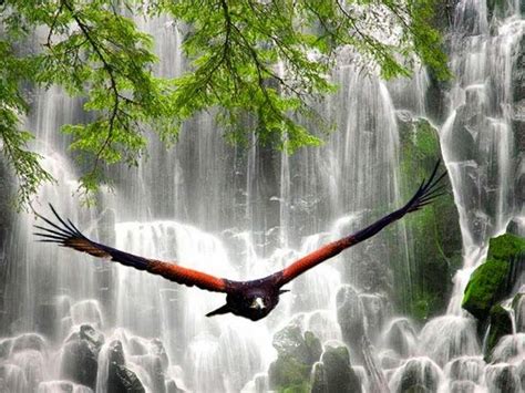 Bird And Waterfall Beautiful Pinterest