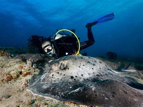 Dive With The Stingrays In The Maldives Best