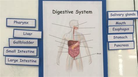 These components interact with each other in stages to digest the food properly. IEP students P.6/1 studied Science about Digestive System ...