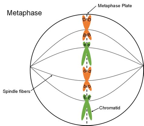 Metaphase Definition And Examples Biology Online Dictionary