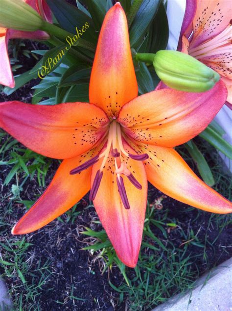 My Star Gazer Lily Exotic Flowers Tropical Flowers Amazing Flowers