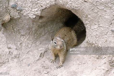 California Ground Squirrel At Burrow High Res Stock Photo Getty Images