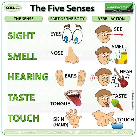 The Five Senses Woodward English Basic English For Kids Senses