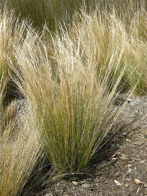Austrostipa Stipoides New Zealand Plant Conservation Network