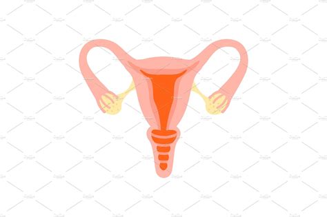 Female Reproductive System Healthy Womb Graphic Objects Creative
