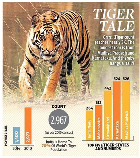 India Home To 2967 Tigers Says Census Revealed On Global Tiger Day