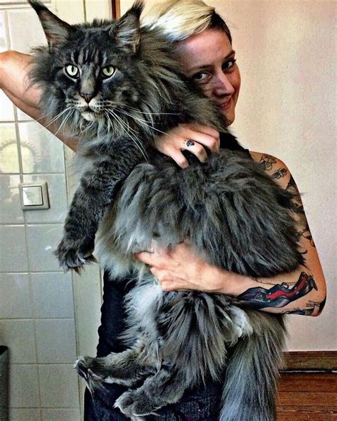 Size Of A Maine Coon Cat
