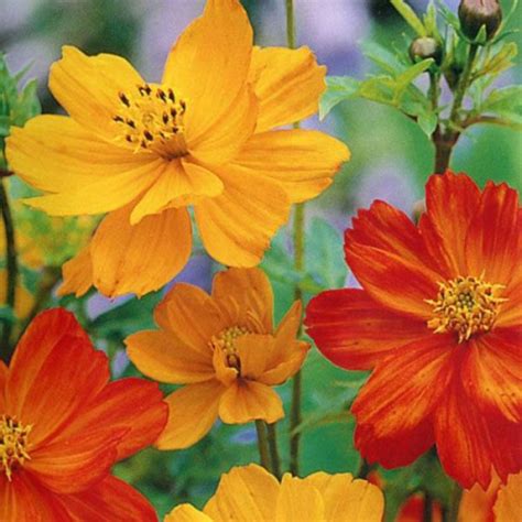 Cosmos Sulphureus Bright Lights Mix Buy Seed Australian Seed