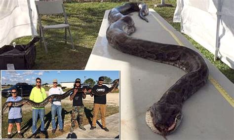 17 Foot Python Shot And Killed In Florida Everglades Daily Mail Online
