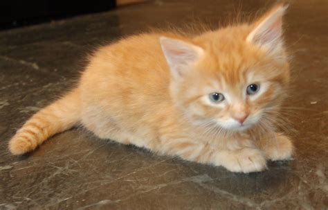 Long Haired Orange Tabby Kitten For Sale The Girls Beauty