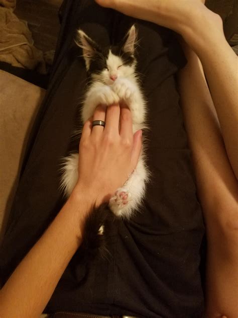 I Had A Dream My Fiance And I Got A Cat Named Peppermint Today He Made