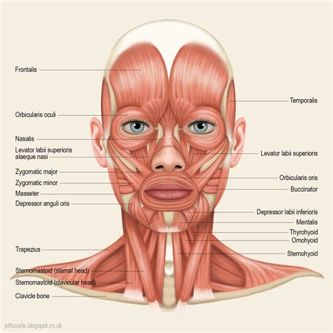Musculo Cabeça E Pescoço