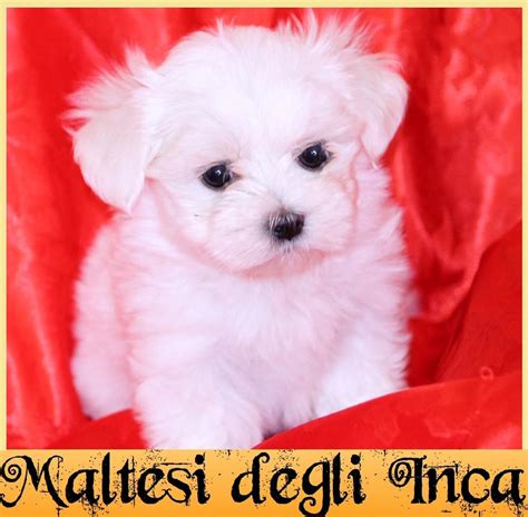 Cuccioli Maltese Con Importante Pedigree Petpassion