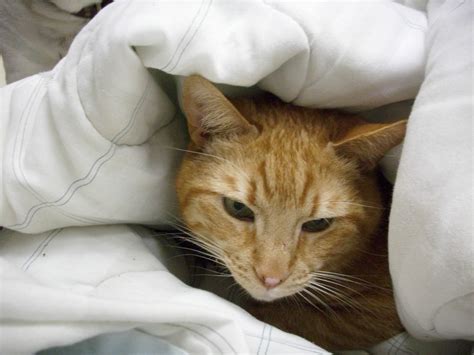 Linwood Animal Clinics Blog 10 Signs Of Illness In Cats