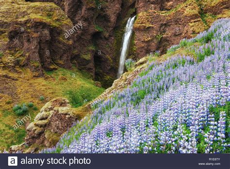 The Picturesque Landscapes Of Forests And Mountains Of Iceland Wild