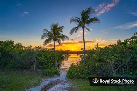 Coconut Tree Sunset Tequesta Florida Jupiter Island Royal Stock Photo
