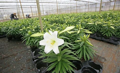 When To Start Growing Easter Lilies In Greenhouse Update 04 2023