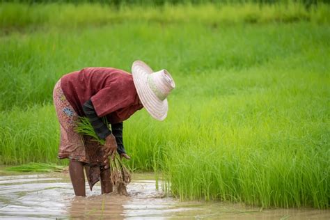 El Agricultor Está Plantando Arroz En Un Campo De Arroz En Tailandia