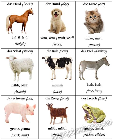 Animal Sounds In German With English Translations Learn Germangerman