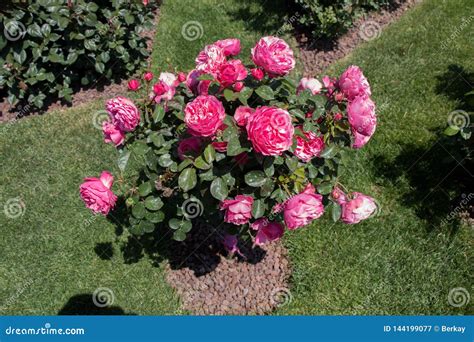 Rose Tree With Pink Roses In A Garden Stock Image Image Of Natural