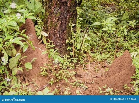Ant House Nest Underground Beside Tree In Rainforest Millions Of Ants