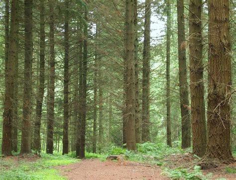 Wallpaper Spruce Fir Forest Woodland Ecosystem Temperate Broadleaf