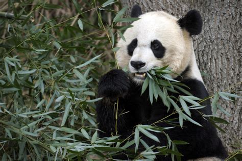 Giant Panda Gives Birth To A Cub At Washington Zoo Toronto Star