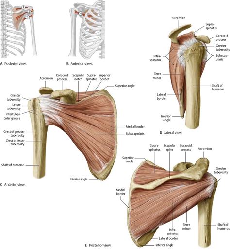 Glenohumeral joint,shoulder tendons,8 ejercicios para el hombro que debemos hacer and more. Scapula muscles (With images) | Shoulder anatomy, Anatomy, Body anatomy