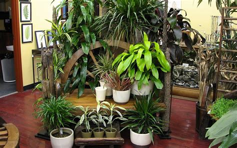 With a single method, you can propagate and grow many different plants from stem cuttings. Easy to Grow Plants - HOUSEPLANTS | kinds of ornamental plants