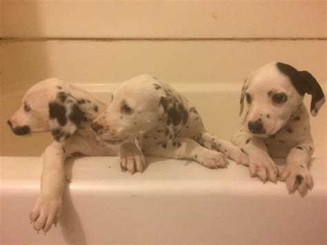 Dalmatian Puppies For Sale Aurora Co 252566 Petzlover
