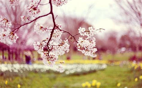 Download Hd Spring Pink Blossom Branch Wallpaper