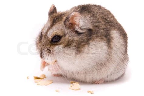 Dwarf Hamster Eating Pumpkin Seed Stock Photo Colourbox
