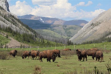 As Wild Bison Return To Banff National Park Geographers Study Their