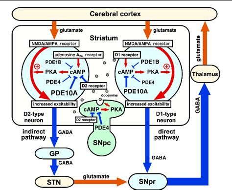 Mechanisms For The Modulation Of Dopamine D1 Receptor Signaling In