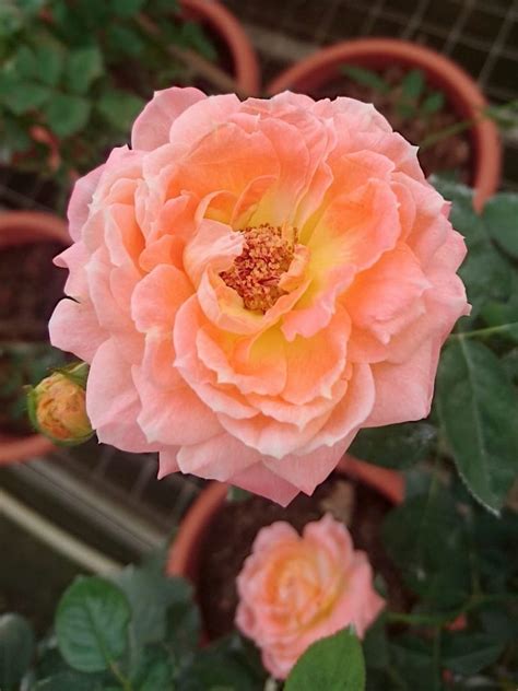Mon Chou Chou Rose Rose Plants • Teo Joo Guan
