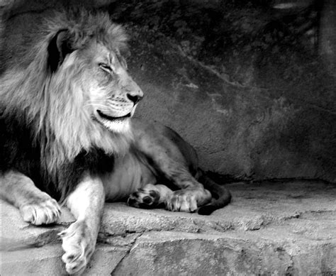 47 Lion Wallpaper Black And White Wallpapersafari