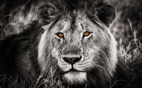 The Desktop Background Wallpaper A Black And White Lion Looks Into