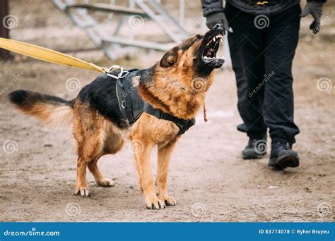 German Shepherd Dog Training Biting Dog Stock Photo Image Of