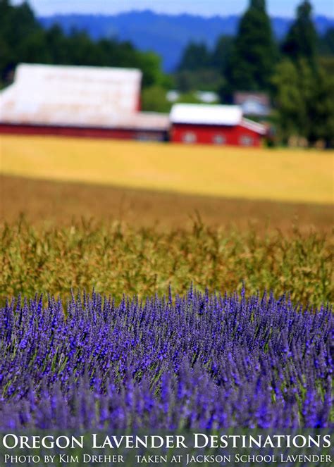 Oregon Lavender Association Photo Contest 2011 Photo By Kim Dreher