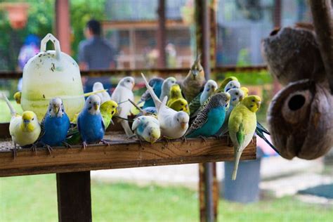 Pet Birds3 Pet Birds For Kids To Spend Their Time