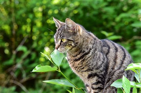 Signs And Symptoms Of Poisoning In Cats Canna Pet