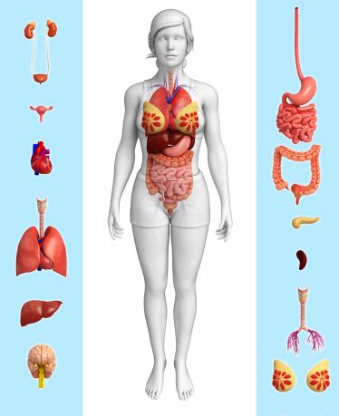 Find the perfect anatomy of female body with internal organs. Female Organ Anatomy Stock Photo - Download Image Now - iStock