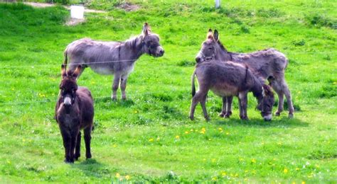 File4 Donkeys Ubt Wikimedia Commons