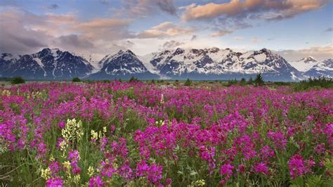 Nature Landscapes Meadow Valley Plants Flowers Mountains