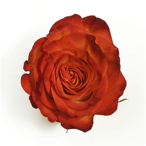 Pin On Bi Color Standard Roses
