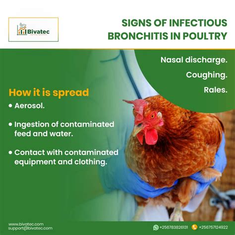 Infectious Bronchitis In Chickens Causes Symptoms Prevention And