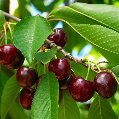 Black Tartarian Cherry Trees for California for Sale- FastGrowingTrees.com