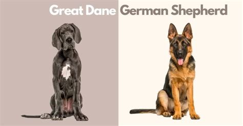 Great Dane German Shepherd Mix Playful Friendly Protective And Faithful