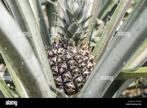 Thailand Asia Pineapple Plantation Stock Photo Alamy