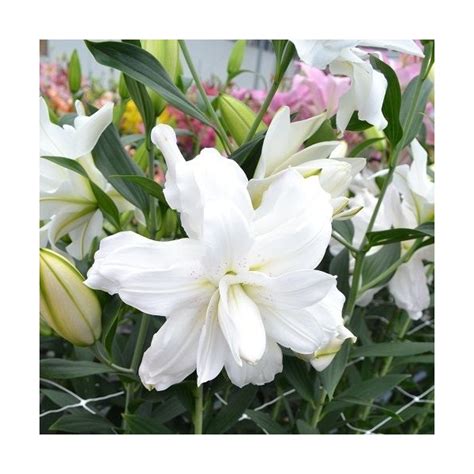 Lily Lotus Beauty Has Double Flowers With Fragrant Multiple Flowers